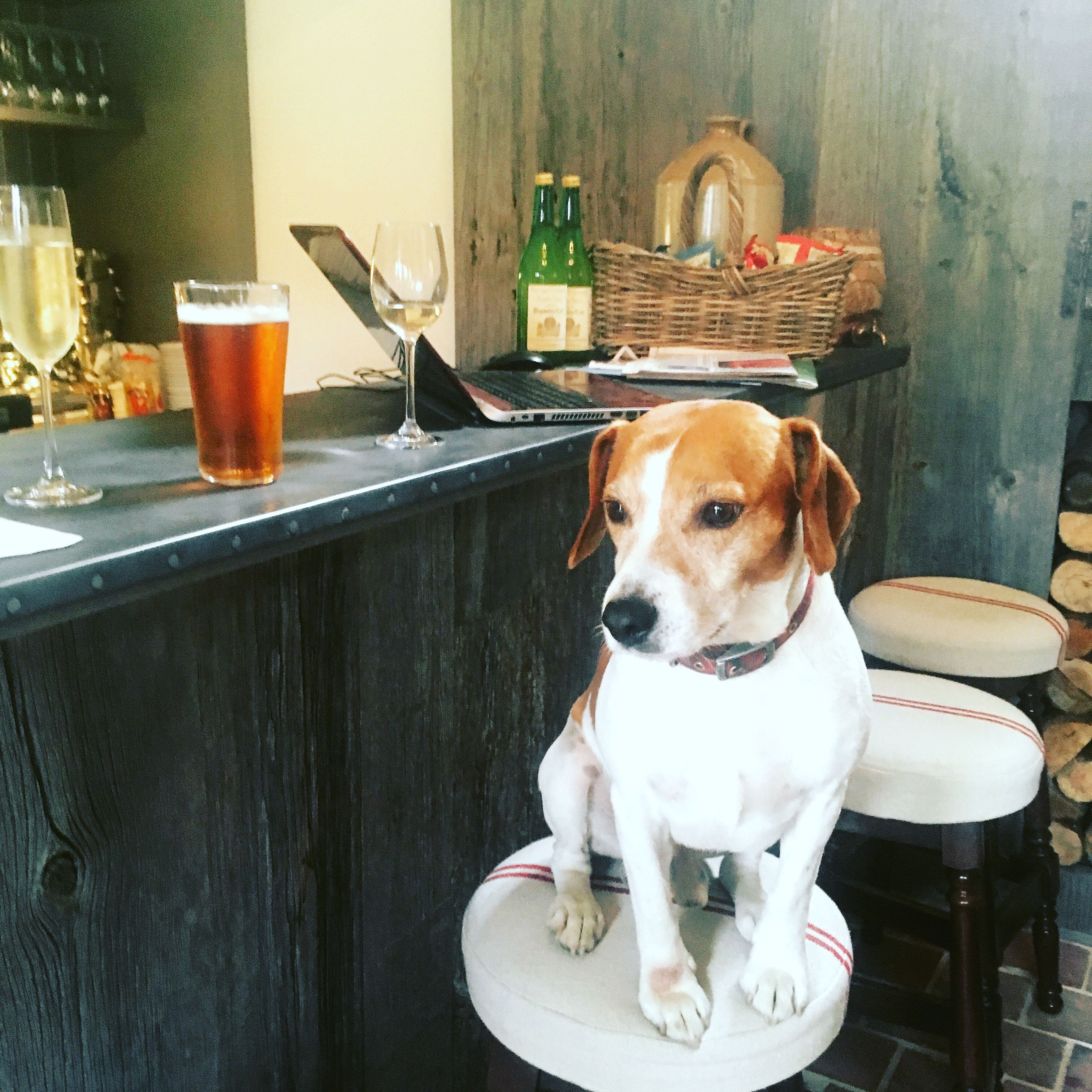 A dog sitting at the bar at The Red Lion